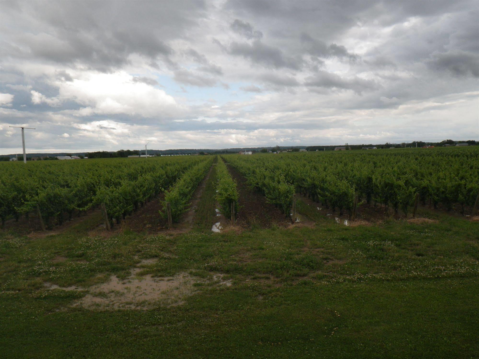 A Vineyard View Bed And Breakfast Niagara-on-the-Lake Zewnętrze zdjęcie
